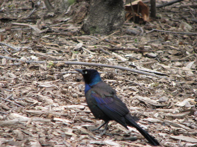 common grackle photo. This is a common grackle.